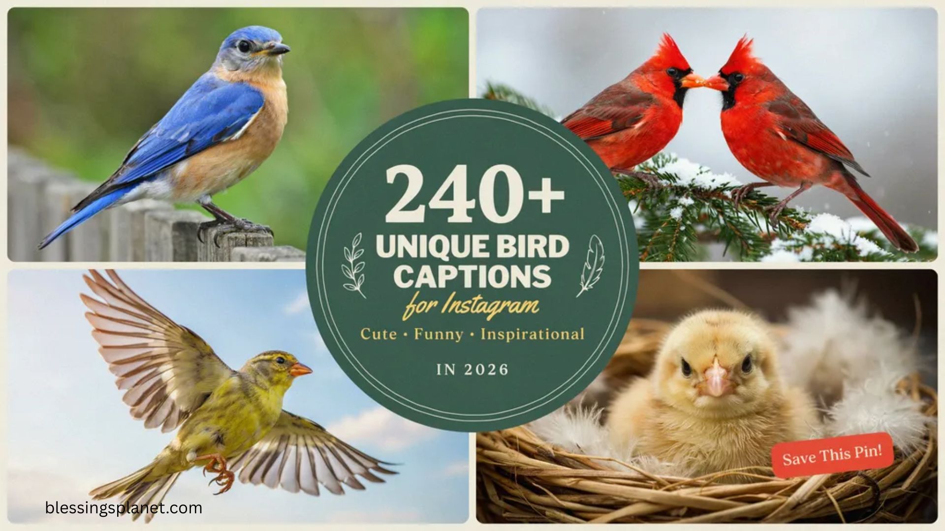 240+ Unique Bird Captions for Instagram Cute, Funny & Inspirational In 2026